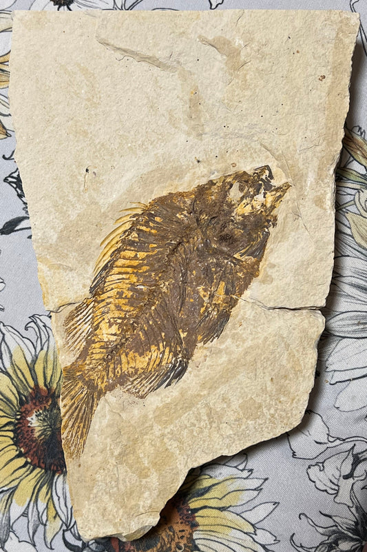 Pricacara serrata fossil plate