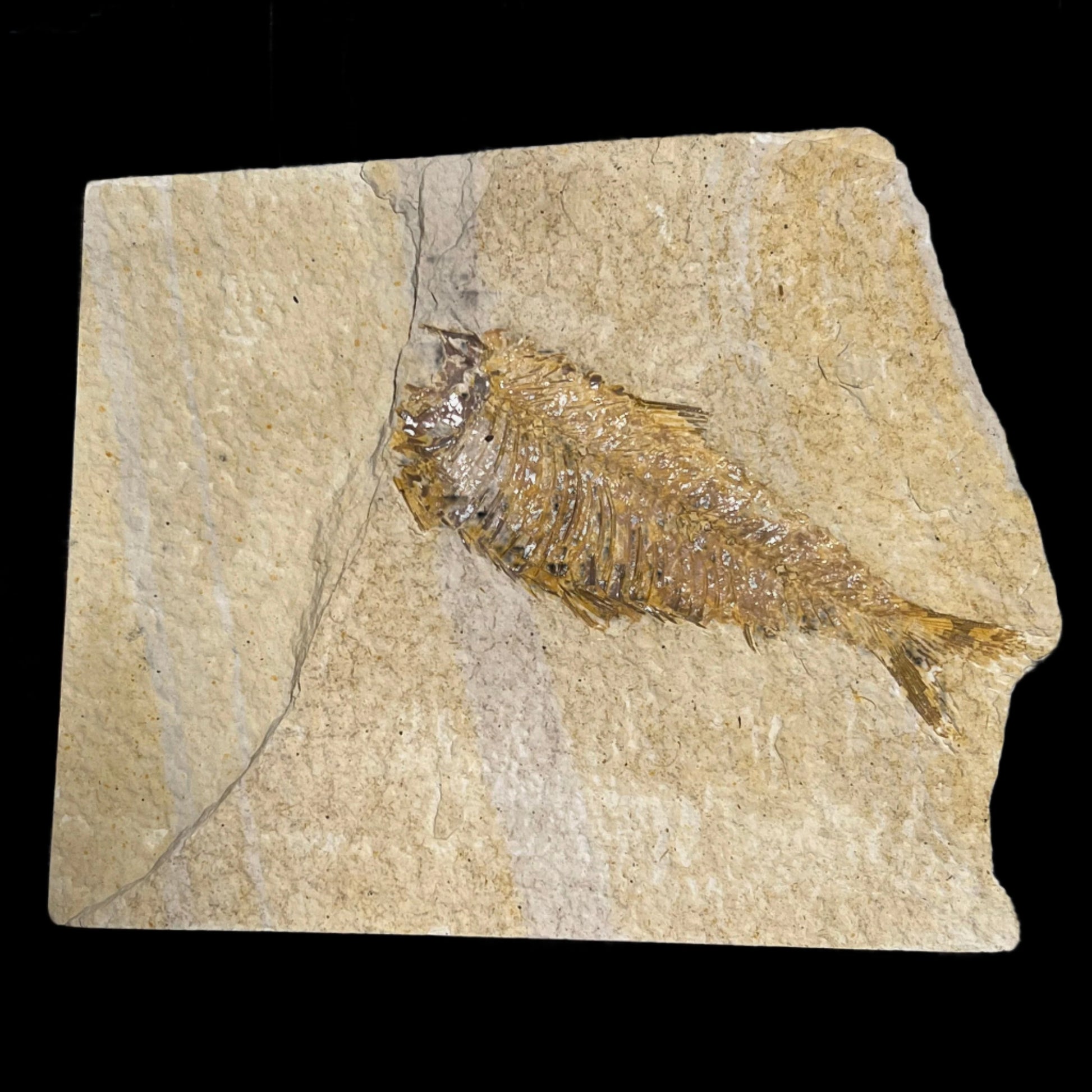 knightia eocaena fossil, missing face