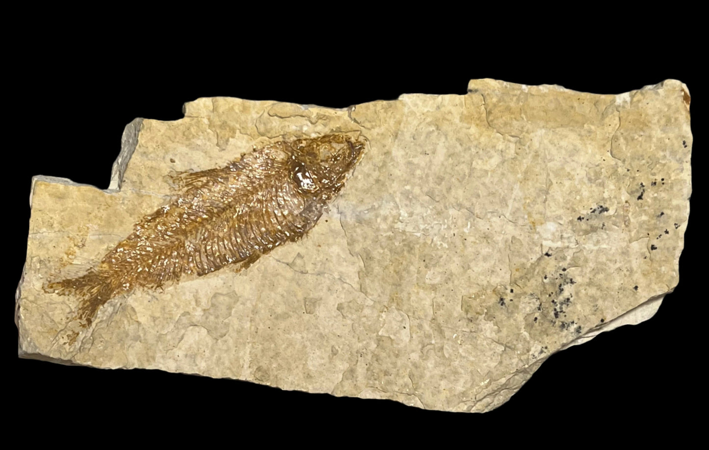 Knightia eocaena fossil