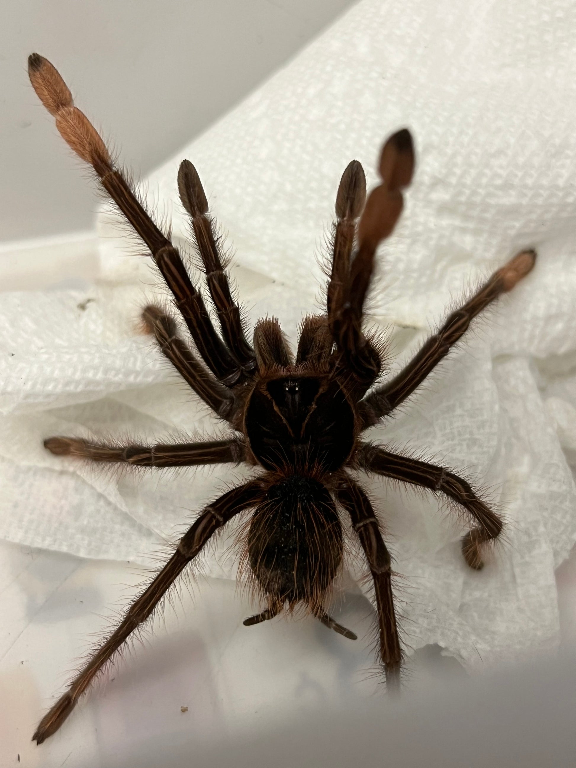 Pinkfoot goliath bird eater tarantula