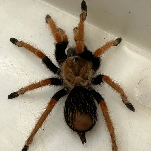 Brachypelma boehmei (Mexican Fireleg Tarantula)