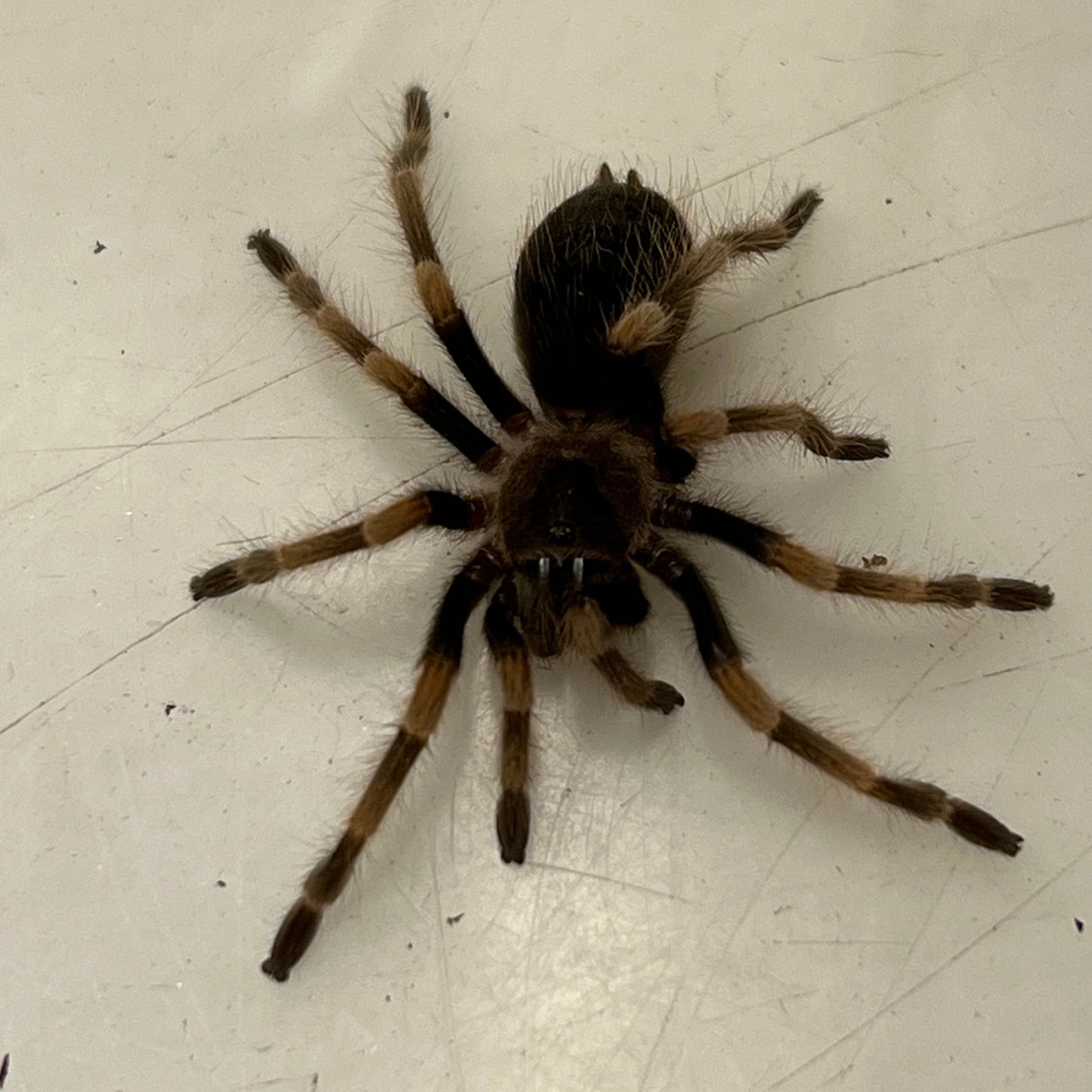 Brachypelma smithii