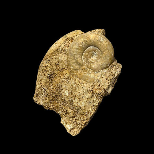 Choffatia isabellae ammonite