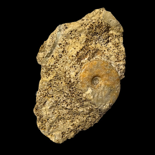 Hecticocerus sp. ammonite