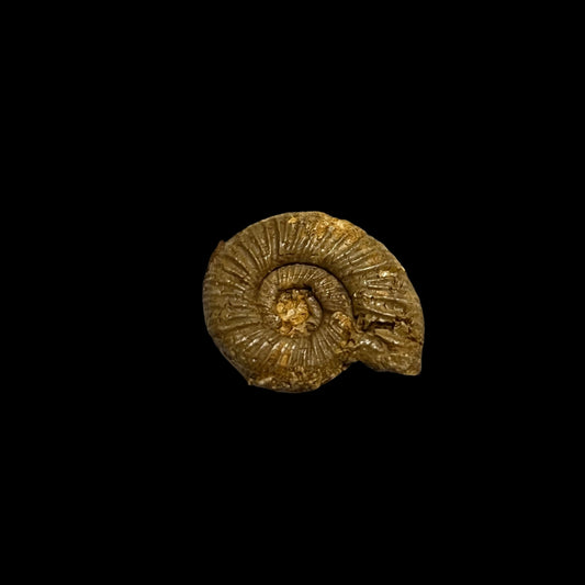 Perisphinctes ammonite (small)