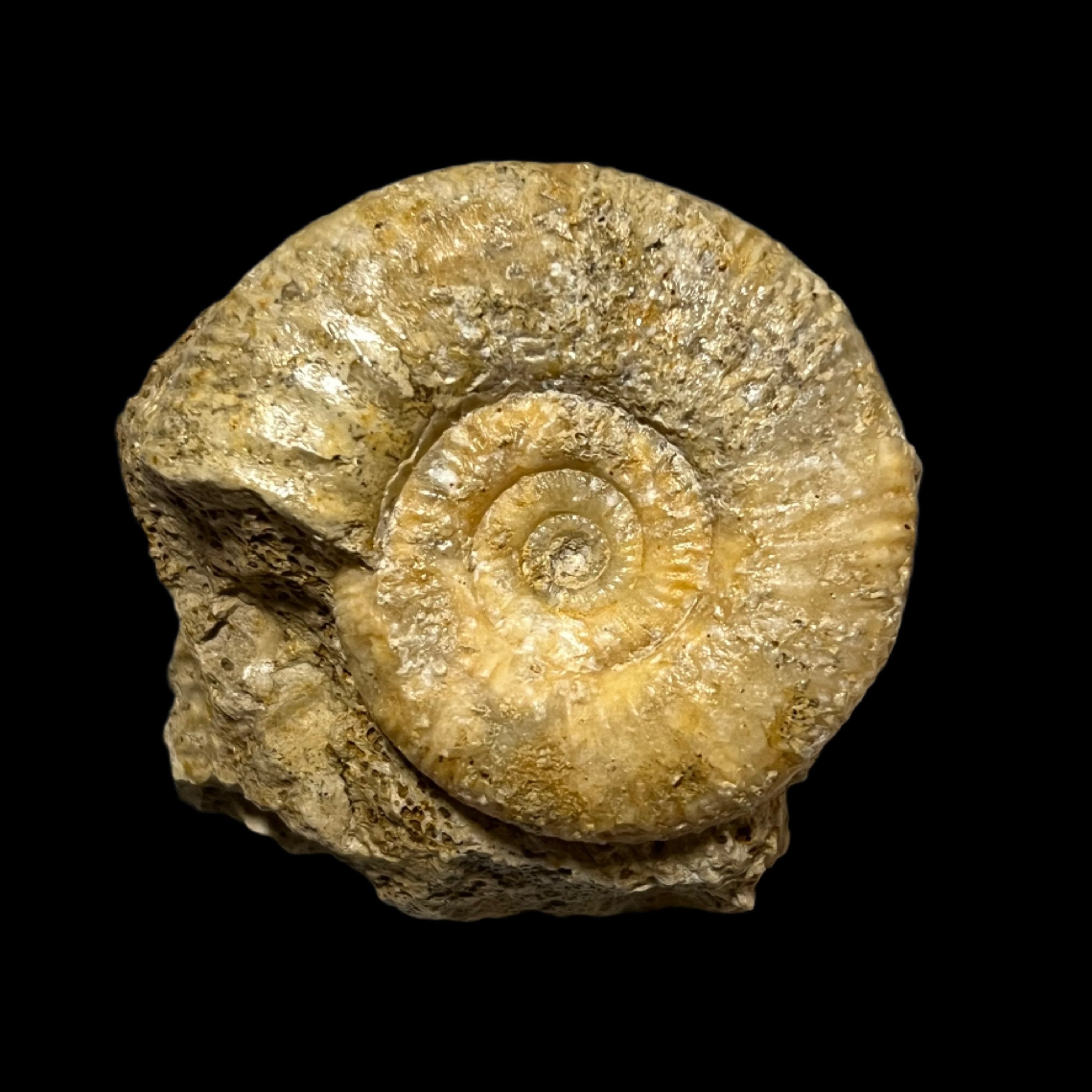 Procerites sp. ammonite – Gallegos Zoological