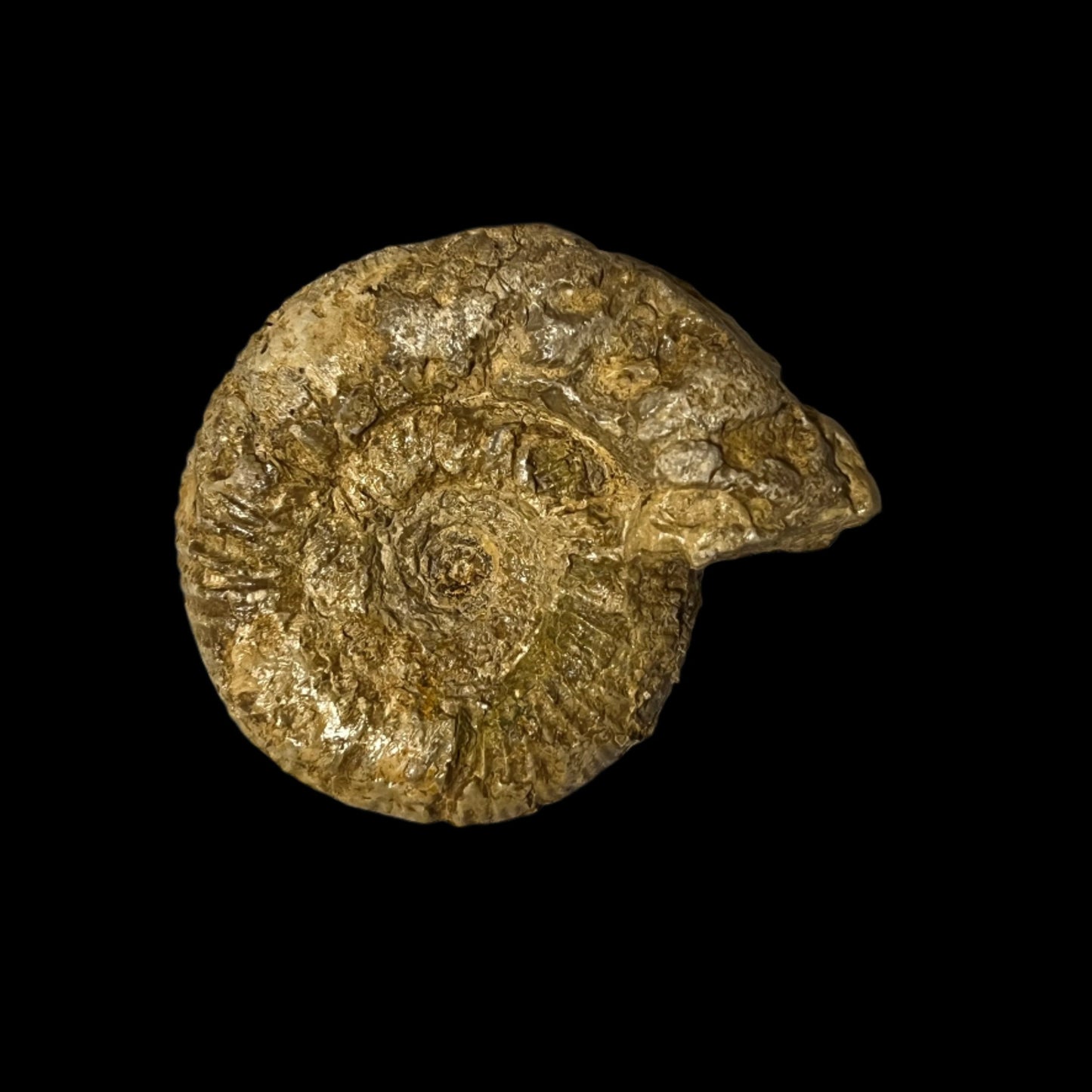 Perisphinctes ammonite