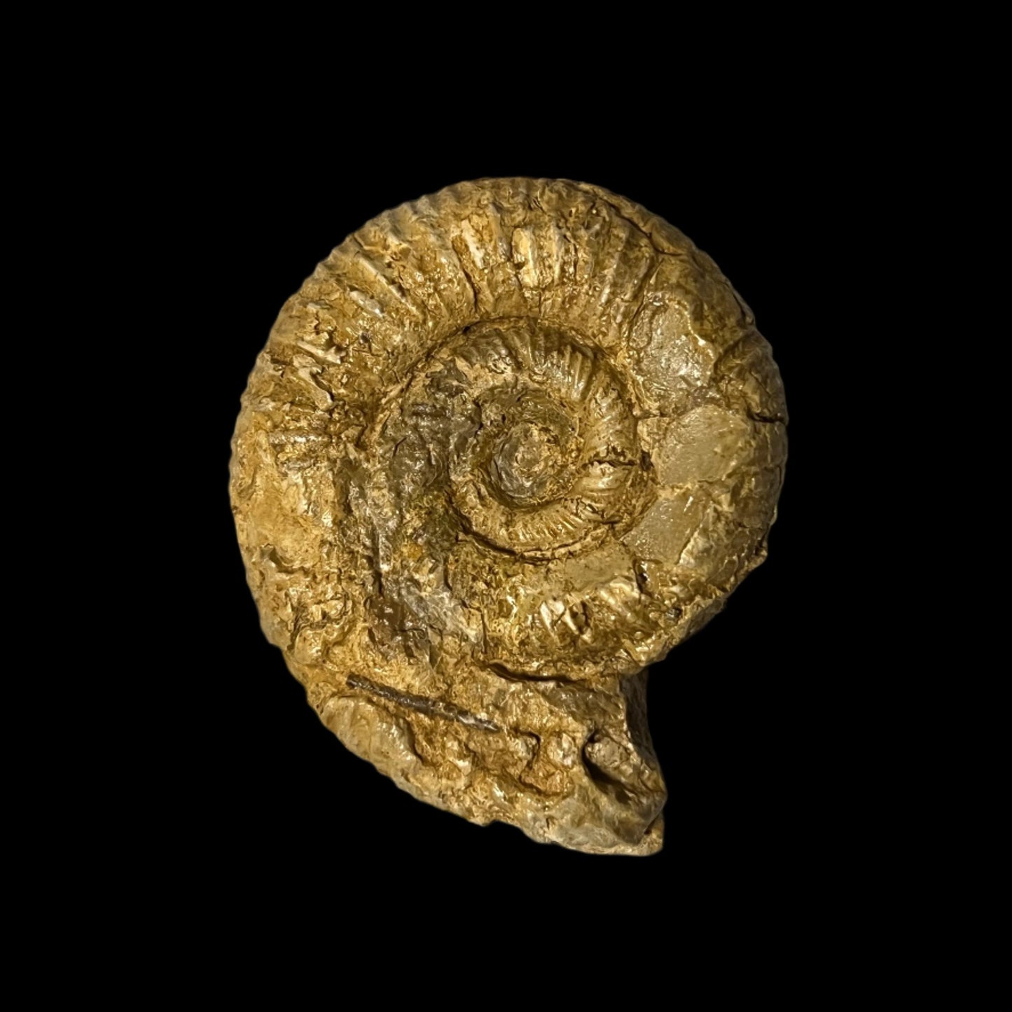 Perisphinctes ammonite