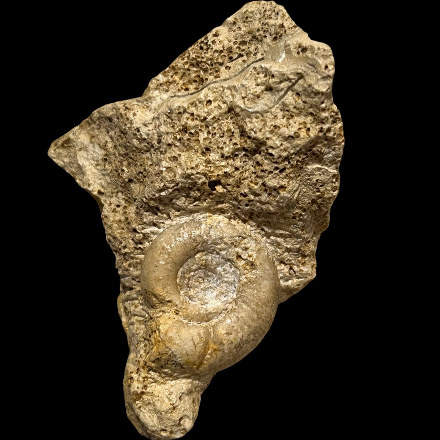 Choffatia isabellae ammonite