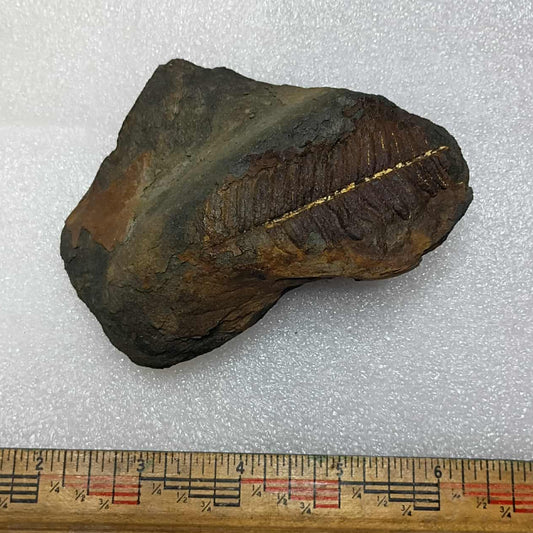 Fern fossil