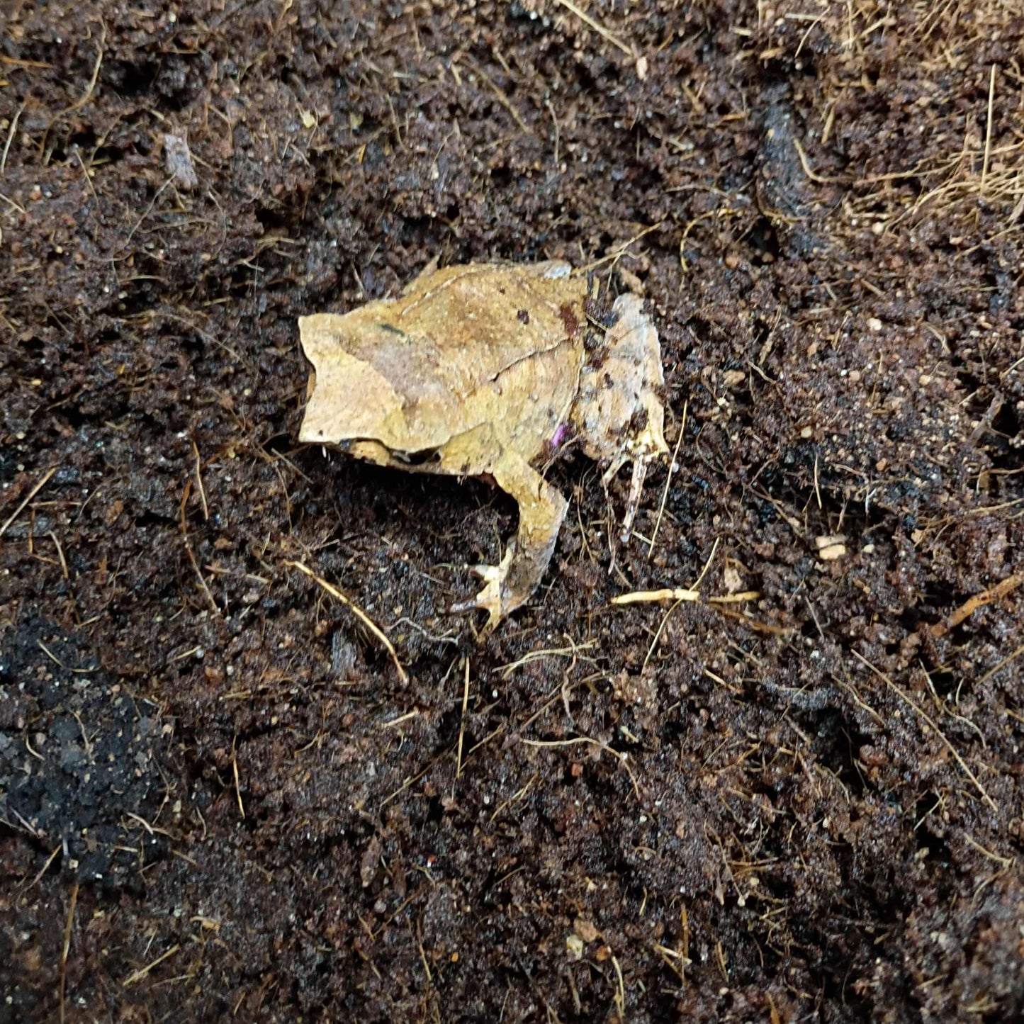 Javan Horned Frog
