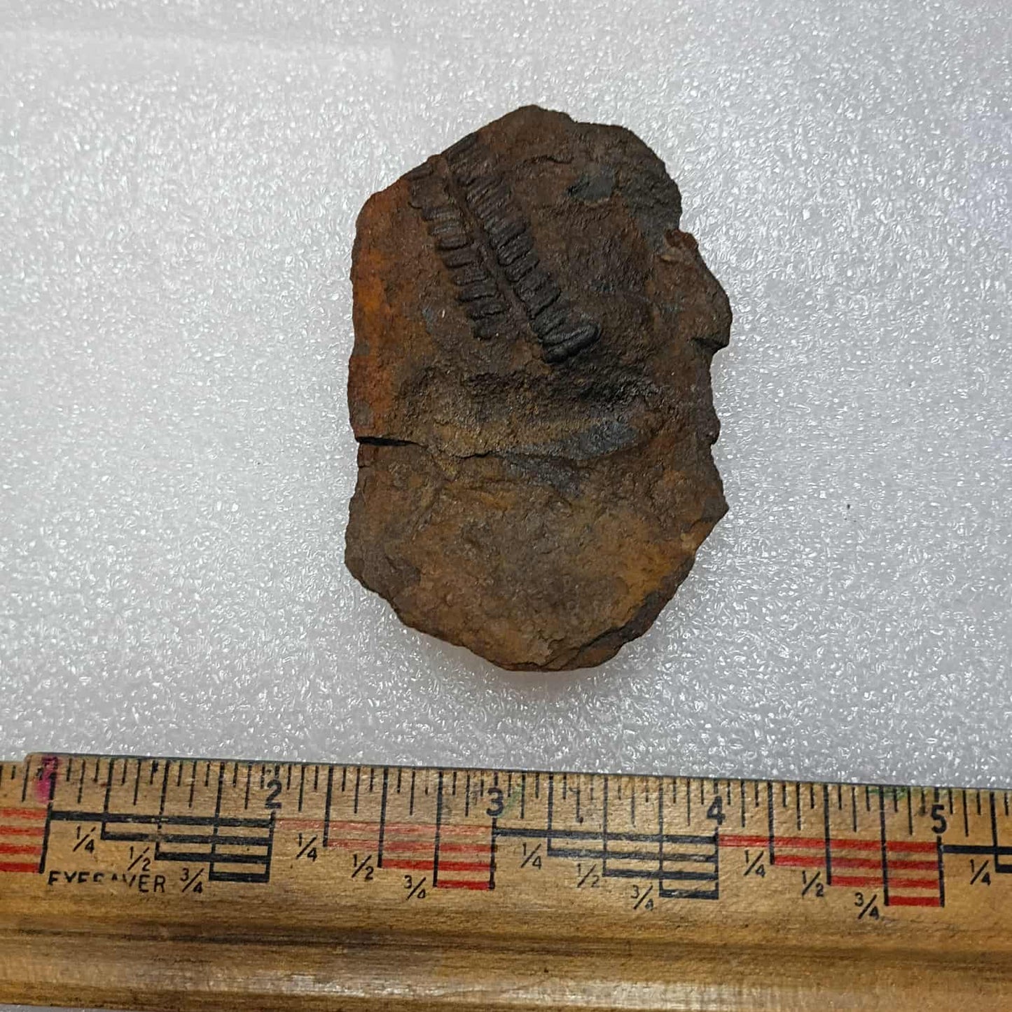 Mazon creek fossil nodule