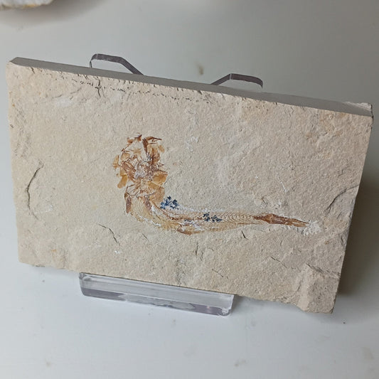 Gaudryella gaudryi - Lebanese fish fossil L-001
