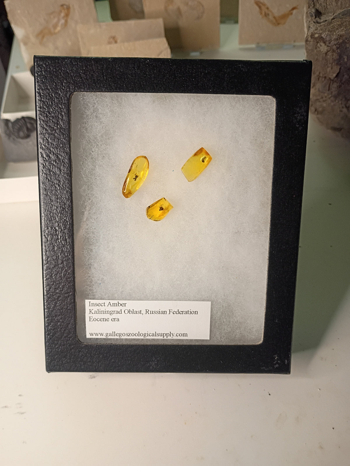 Insect amber inclusion display (framed)