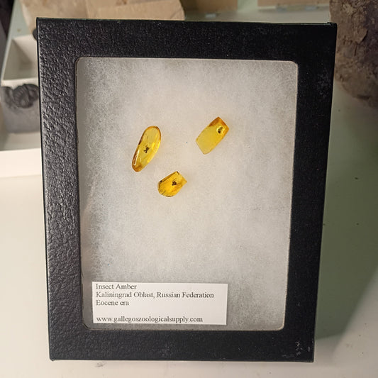 Framed Russian Insect amber