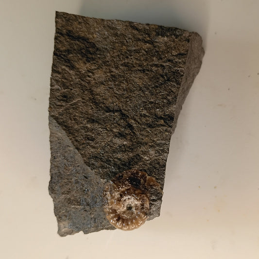 Promicroceras sp. English ammonite #E-002