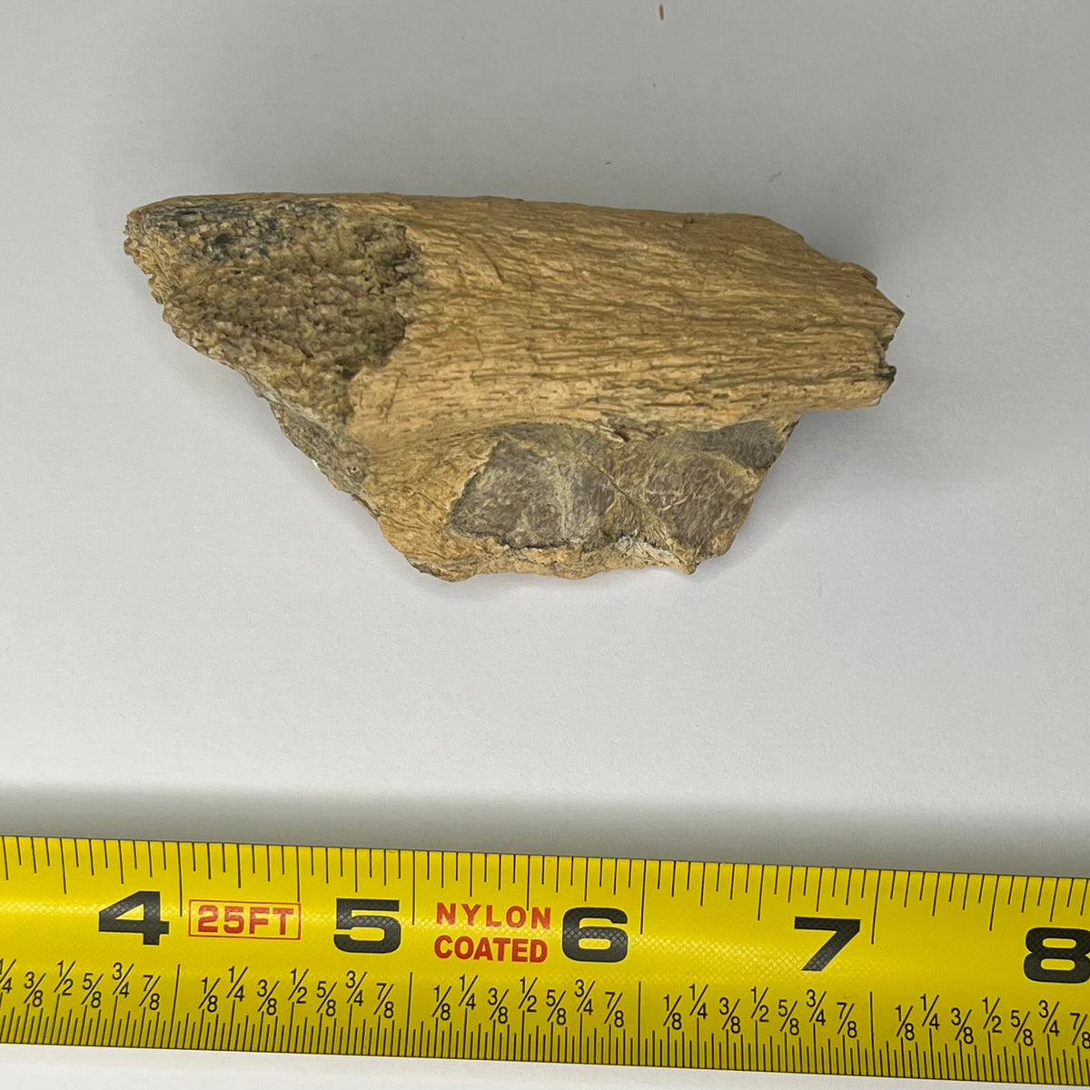 Triceratops fossil fragment