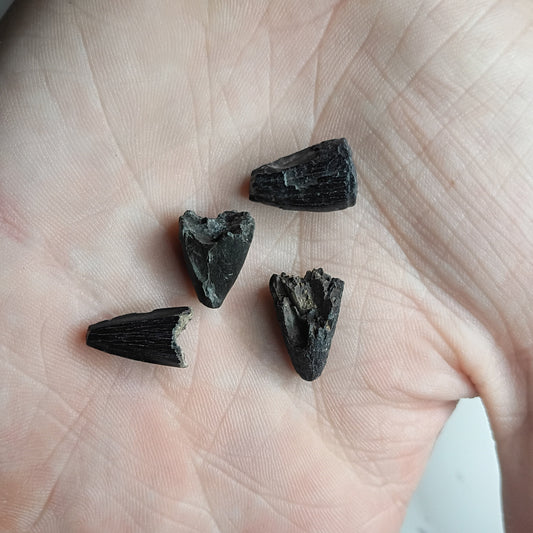 Fossilized alligator teeth