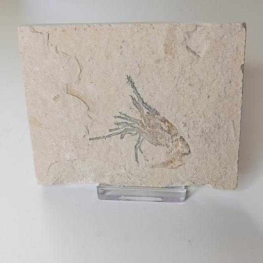 Carpopenaeus longirostris - Lebanese shrimp fossil #L-009