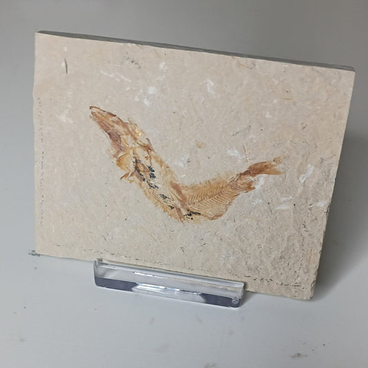 Gaudryella gaudryi - Lebanese fish fossil L-002