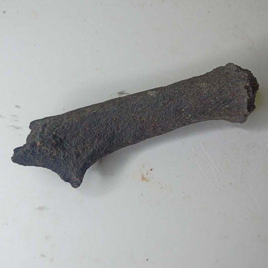 Fossilized Deer Antler