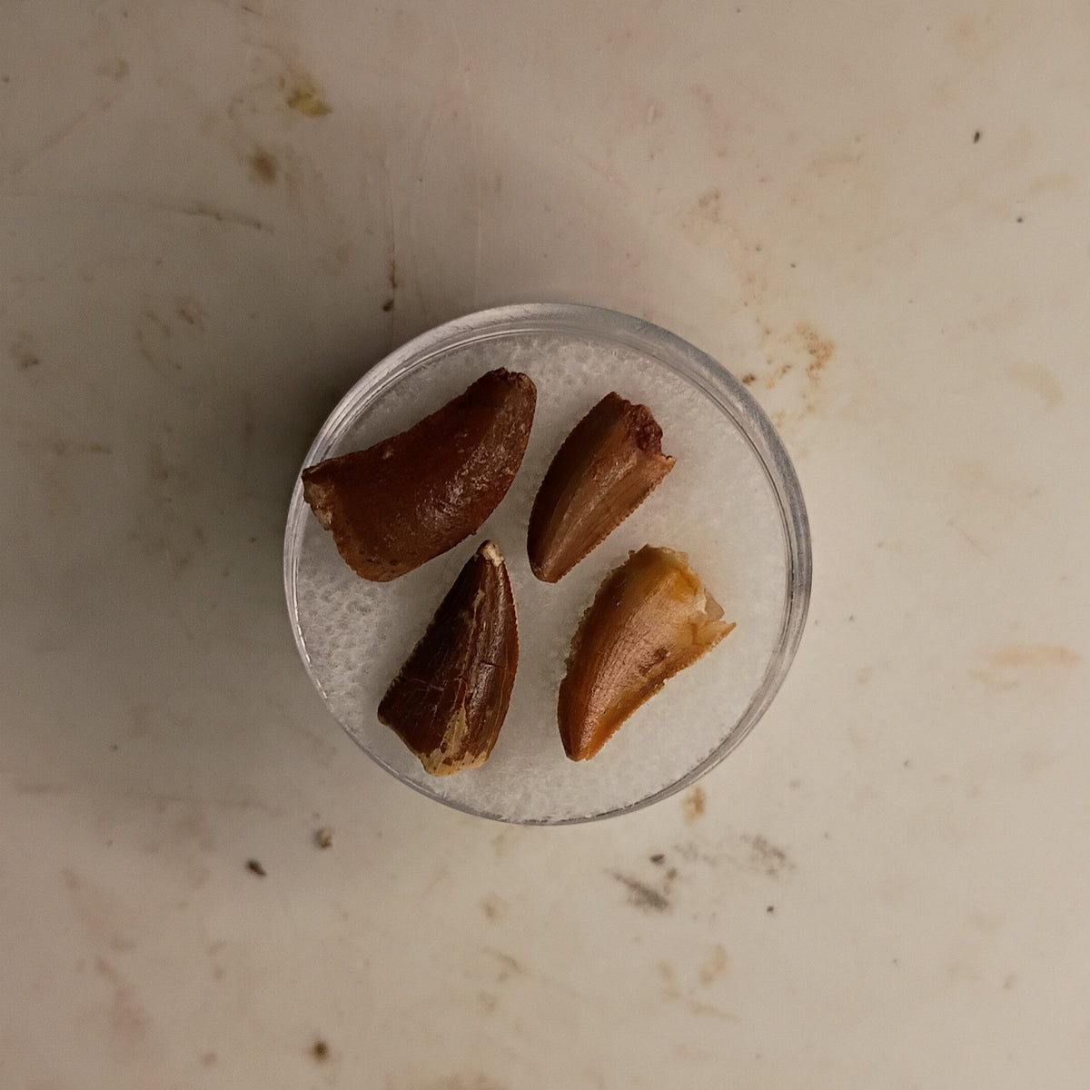Abelisauridae tooth