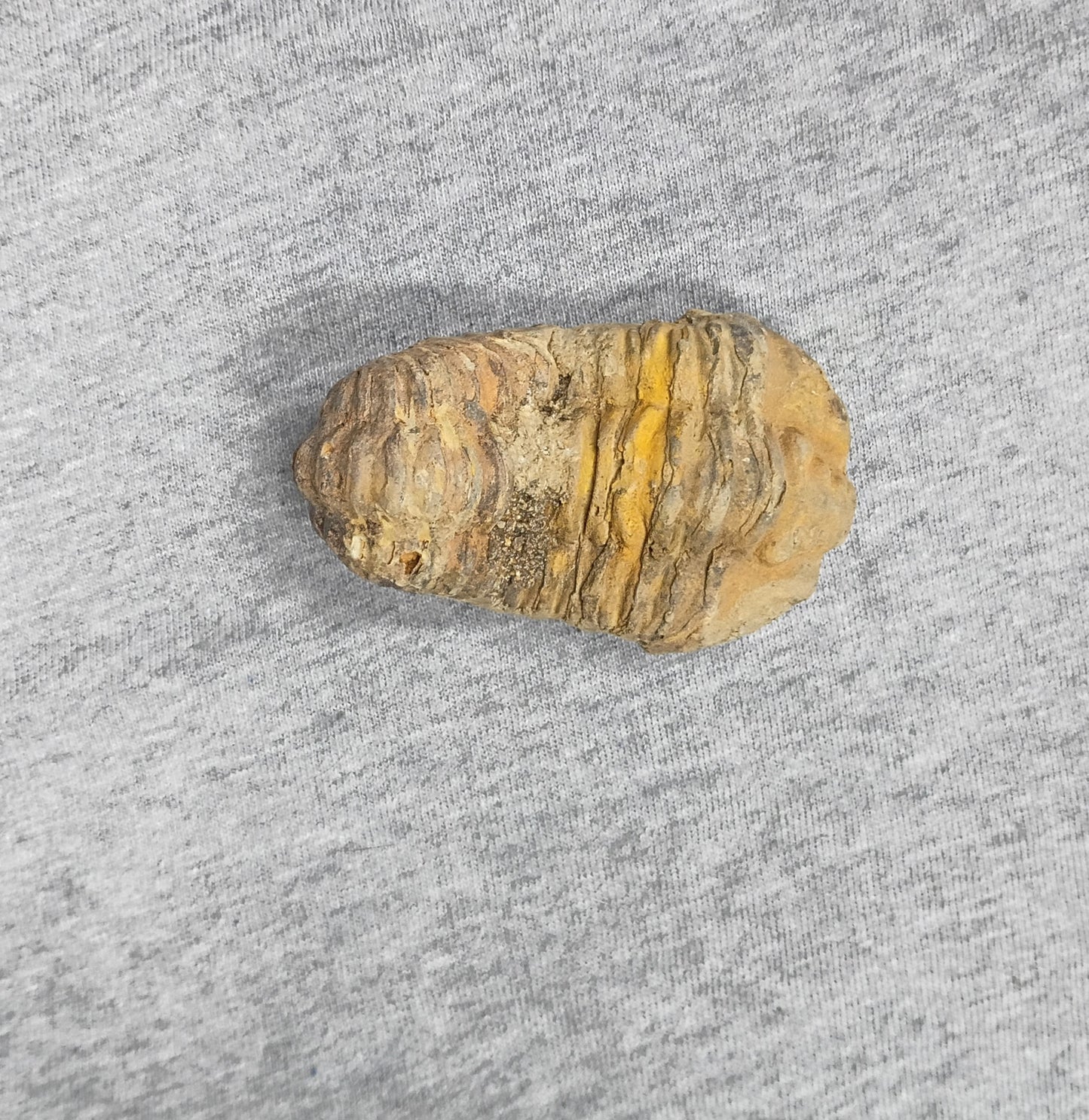 Colpocoryphe sp. - Morrocan trilobite