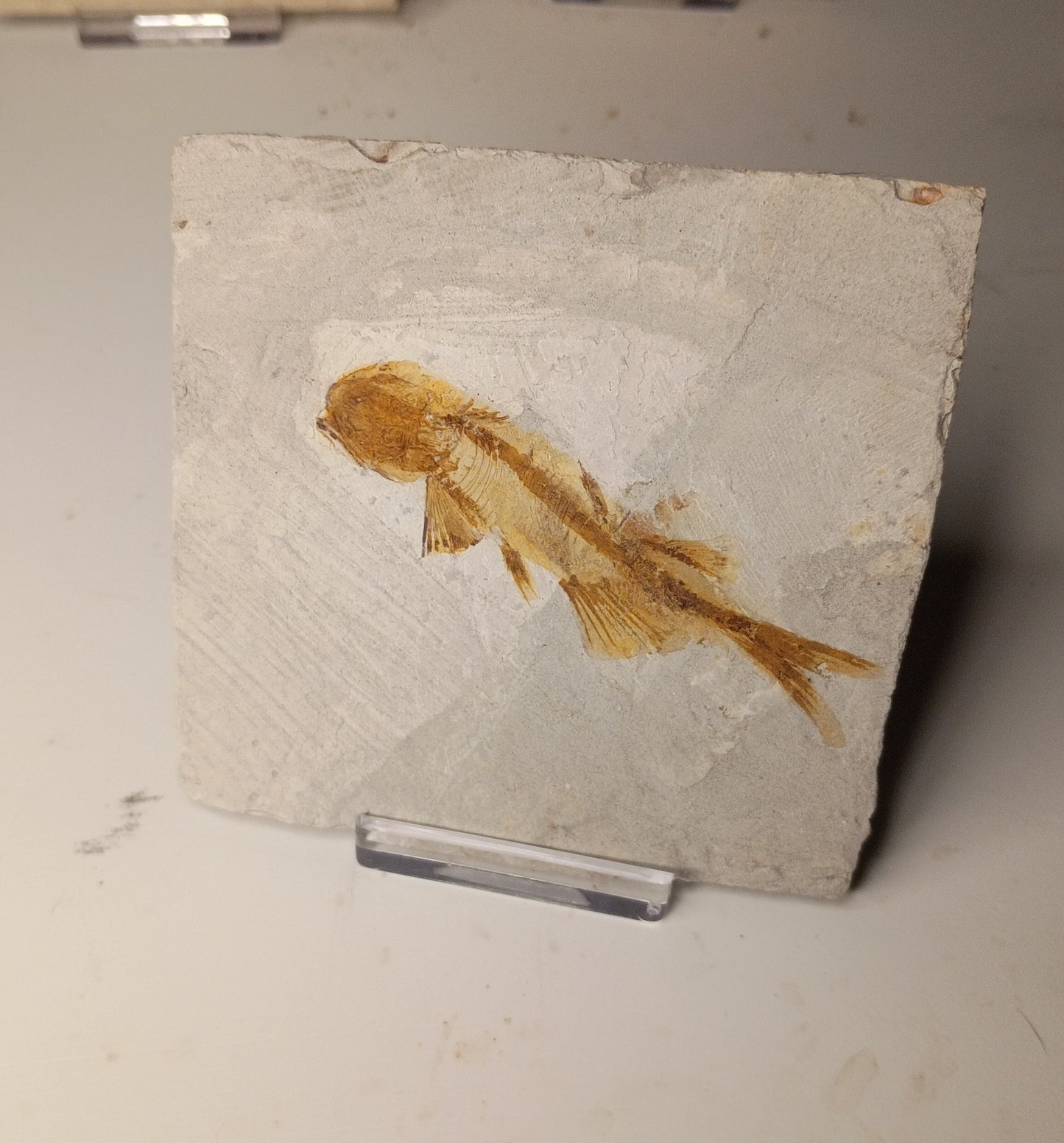 Lycoptera sp. - Chinese fish fossil