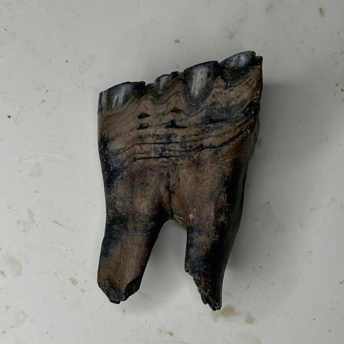 Equus sp. - Chinese Ice Age horse tooth fossil