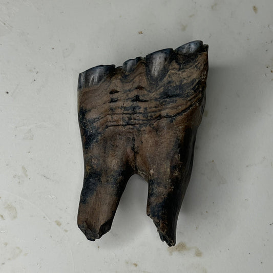 Equus sp. - Chinese Ice Age horse tooth fossil