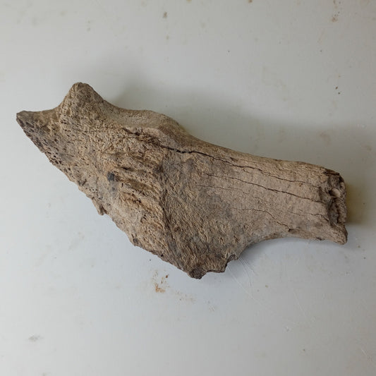 Alligator surangular jaw fossil
