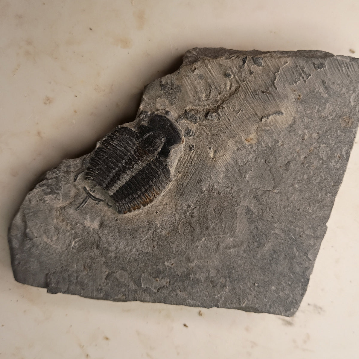 Elrathia kingii - Utah trilobite