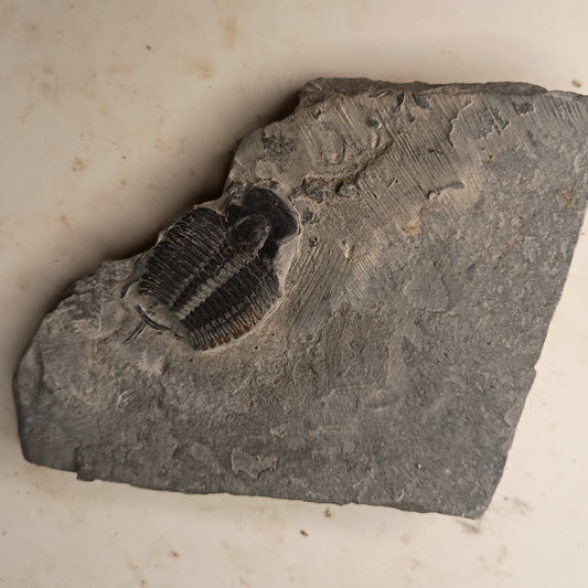 Elrathia kingii - Utah trilobite