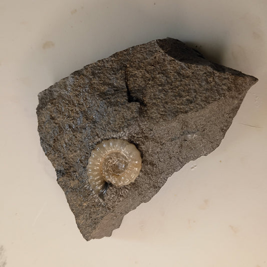 Promicroceras sp. - English ammonite #E-001