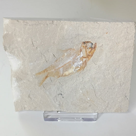 Armigatus brevissimus - Lebanese fish fossil #L-006
