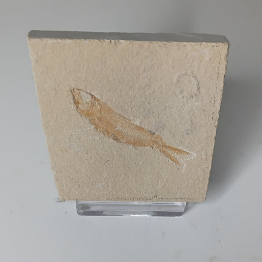 Armigatus brevissimus - Lebanese fish fossil #L-004