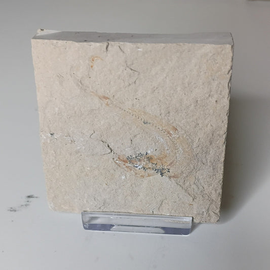 Gaudryella gaudryi - Lebanese fish fossil L-003
