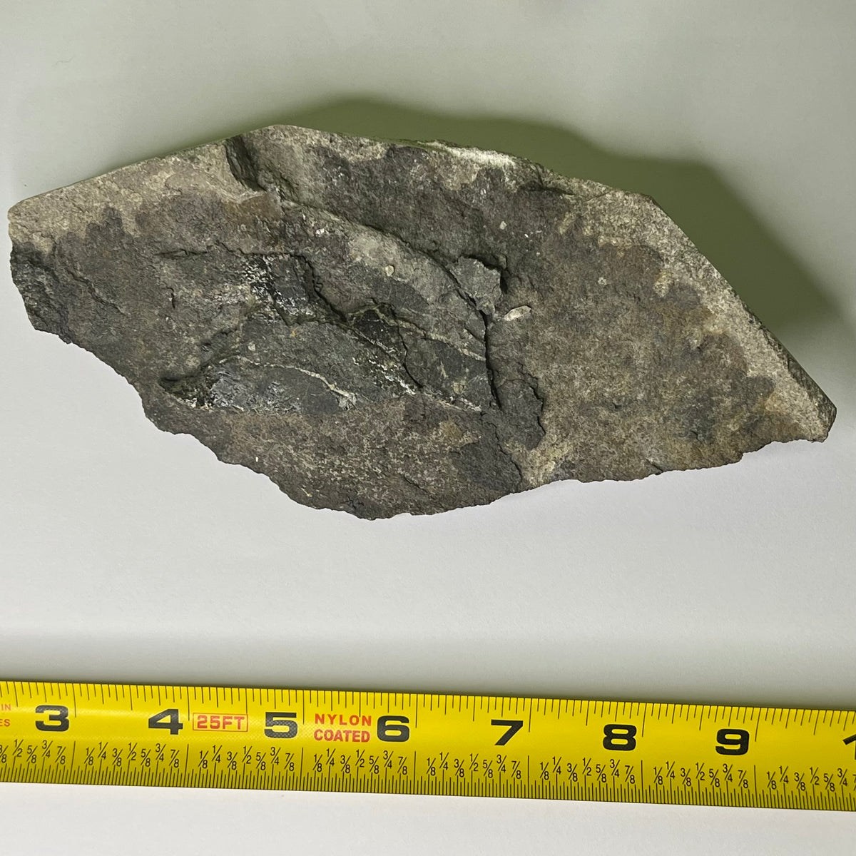 Camarasaurus femur fragment