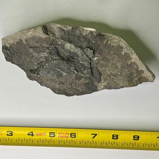 Camarasaurus femur fragment