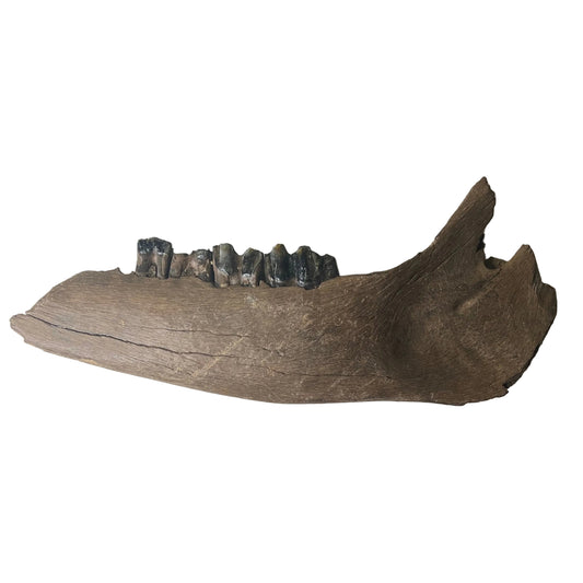 Bison priscus - Chinese Steppe Bison Jaw Fossil